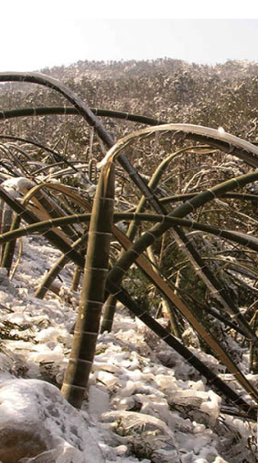 Bamboo grove flattened by ice after the 2008 cold wave