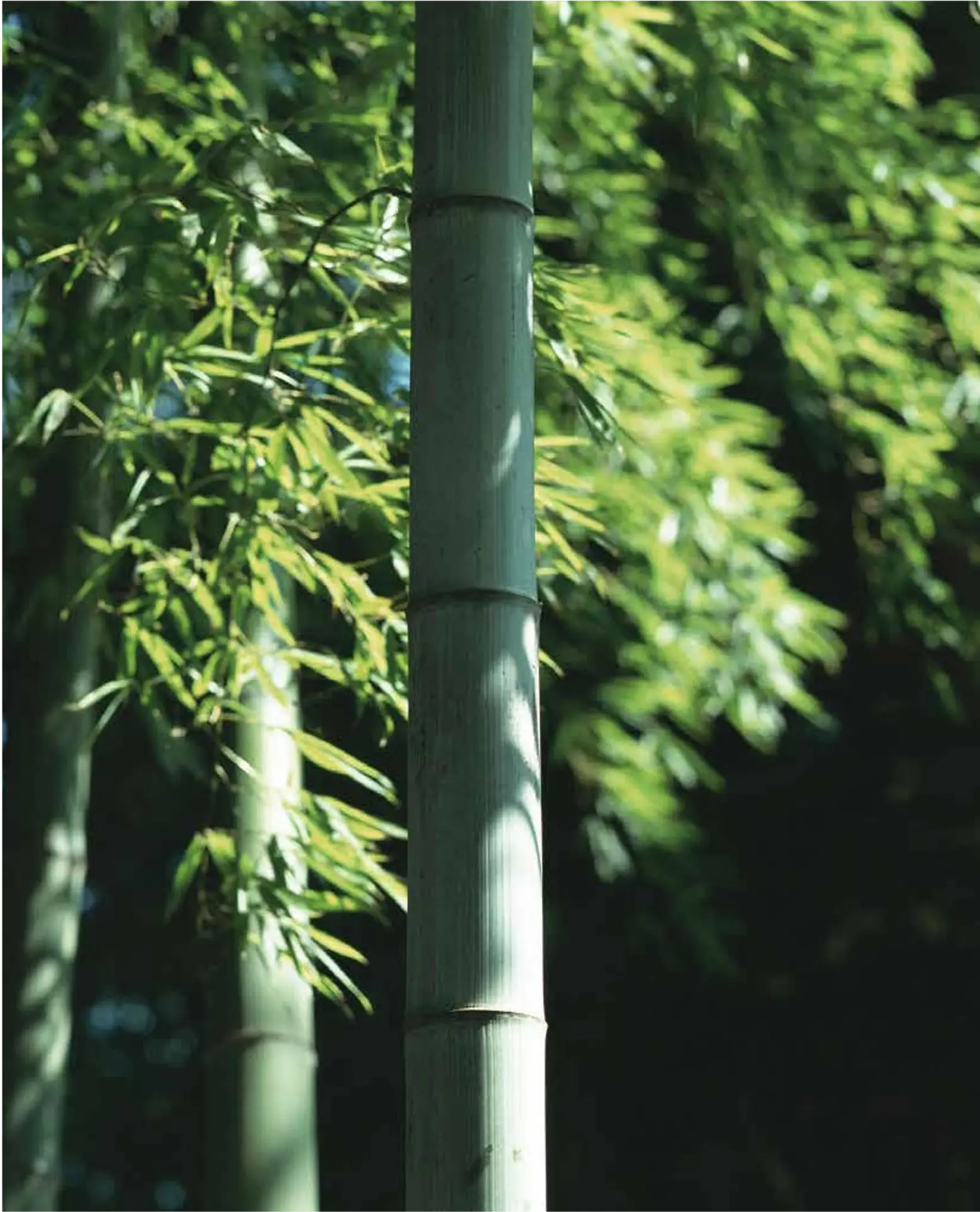 Lush bamboo forest path in soft morning mist