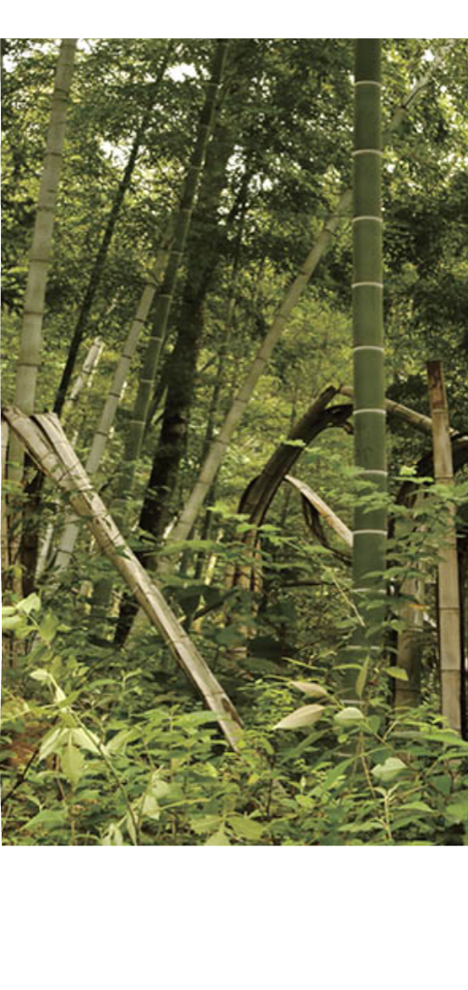 The same bamboo grove fully regenerated six months later